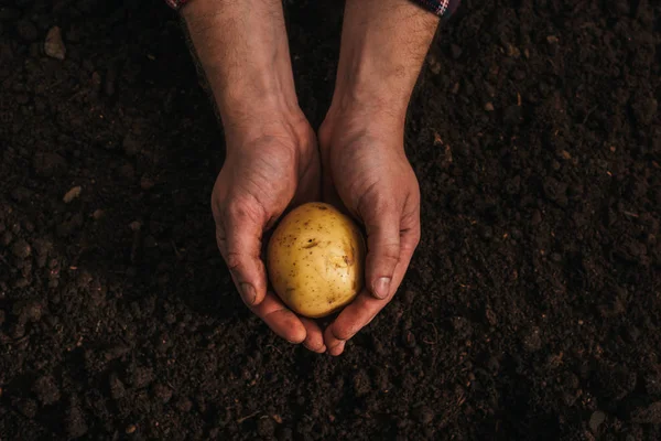 Teilansicht eines schmutzigen Bauern, der reife Kartoffeln in der Erde hält — Stockfoto