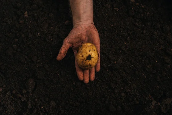 Partial view of dirty farmer holding ripe natural potato in ground — Stock Photo