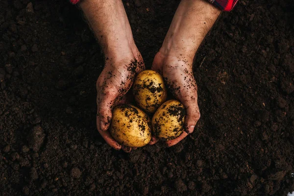 Culture de pommes de terre naturelles mûres dans le sol — Photo de stock