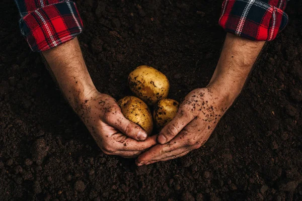 Ponto de vista cultivado do agricultor detentor de batatas naturais maduras no solo — Fotografia de Stock