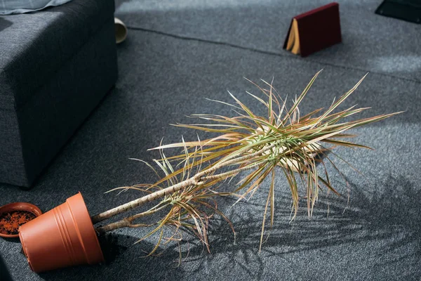 Pflanze im Blumentopf und Buch auf dem Boden in geraubter Wohnung — Stockfoto