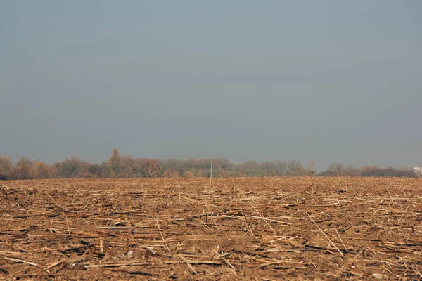 Campo con bastoni di albero su terra e cielo nuvoloso — Foto stock