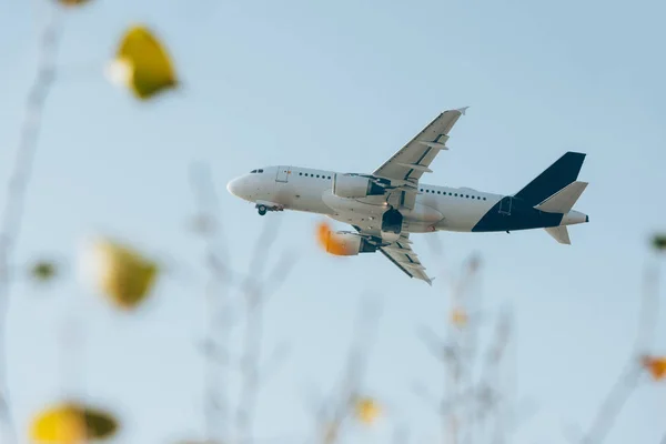 Mise au point sélective de l'avion dans le ciel bleu au-dessus des fleurs vue sur le champ — Photo de stock