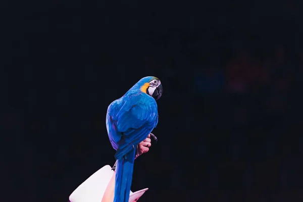 KYIV, UKRAINE - NOVEMBER 1, 2019: Cropped view of woman holding ara parrot isolated on black — Stock Photo