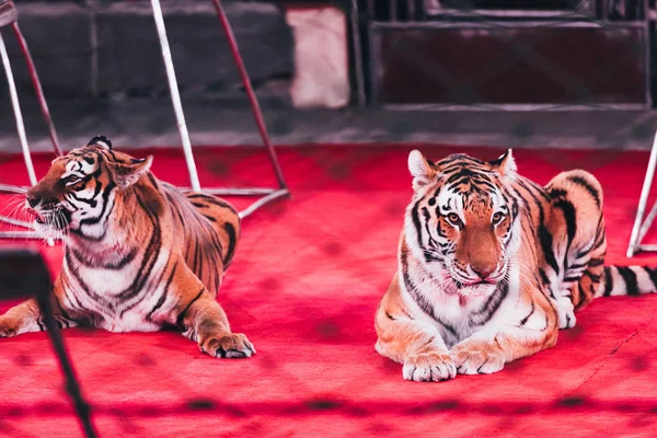 KYIV, UKRAINE - NOVEMBRO 1, 2019: Foco seletivo de dois tigres deitados no palco do circo ao lado de equipamentos — Fotografia de Stock