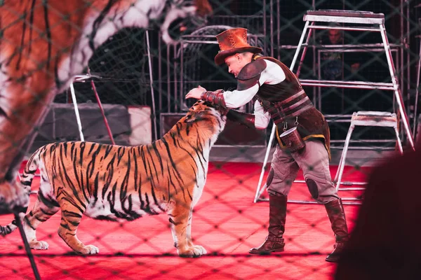 KYIV, UCRANIA - 1 DE NOVIEMBRE DE 2019: Vista lateral del manipulador actuando con tigre en circo - foto de stock