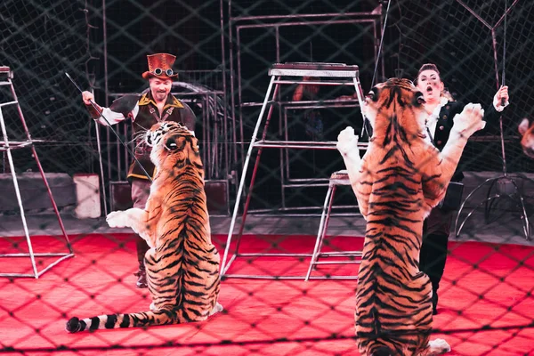 KYIV, UCRANIA - 1 DE NOVIEMBRE DE 2019: Enfoque selectivo de los manipuladores que actúan con tigres detrás de la rejilla de arena del circo - foto de stock