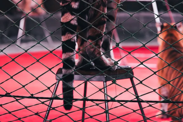 KYIV, UKRAINE - NOVEMBER 1, 2019: Selective focus of tiger standing on stand behind grid of circus arena — Stock Photo