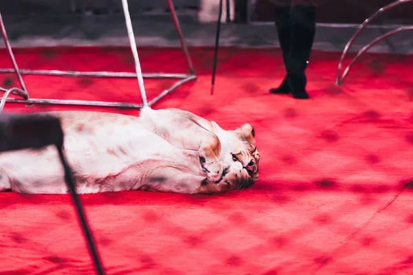 KYIV, UKRAINE - NOVEMBER 1, 2019: Cropped view of lion lying beside handler behind grid of circus arena — Stock Photo