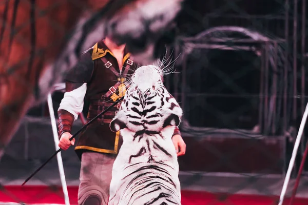 КИЕВ, УКРАИНА - 1 НОЯБРЯ 2019 года: выборочное внимание куратора, выполняющего трюк с тигром в цирке — стоковое фото