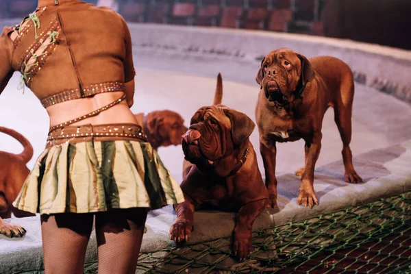 KYIV, UKRAINE - NOVEMBER 1, 2019: Cropped view of handler with dogue de bordeaux performing at circus arena — Stock Photo