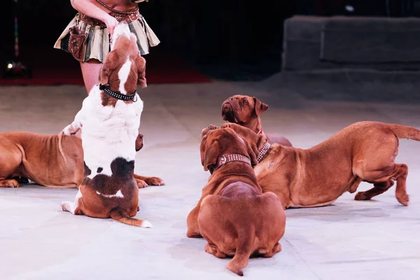 QUIIV, UCRÂNIA - NOVEMBRO 1, 2019: Vista recortada do manipulador apresentando-se com dogue de bordeaux no palco do circo — Fotografia de Stock