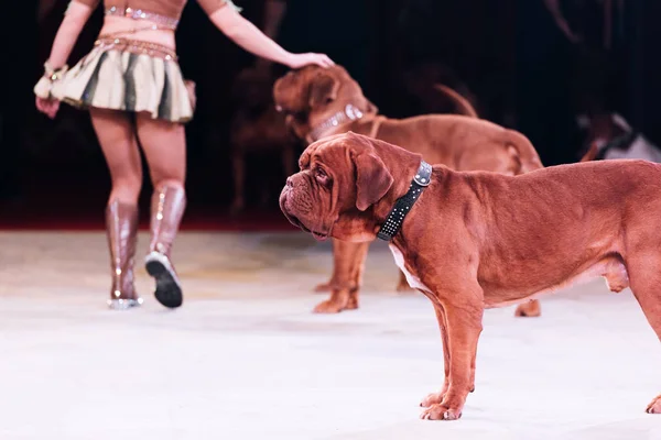 Vista cortada de manipulador realizando com dogue de bordeaux no circo — Fotografia de Stock