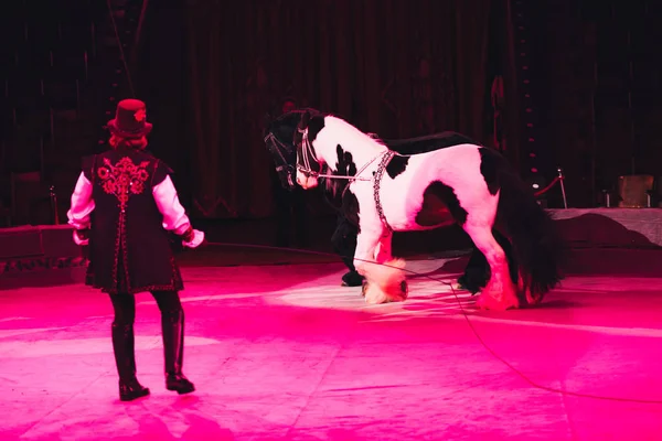 KYIV, UKRAINE - NOVEMBER 1, 2019: Back view of handler performing with horses in circus — Stock Photo