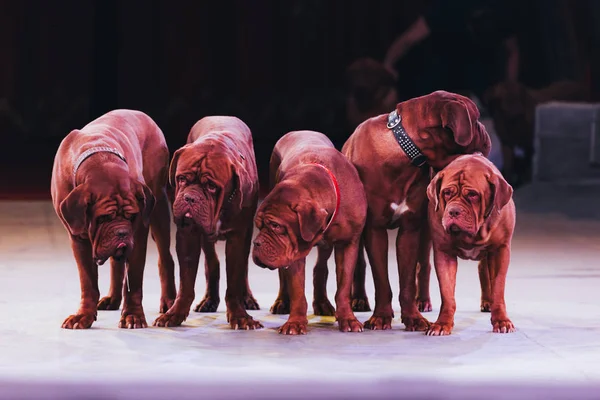 QUIIV, UCRÂNIA - NOVEMBRO 1, 2019: Dogue de bordeaux em pé no palco do circo — Fotografia de Stock