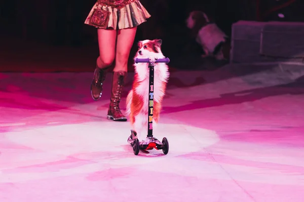 KYIV, UKRAINE - NOVEMBER 1, 2019: Cropped view of handler performing with dog on scooter in circus — Stock Photo
