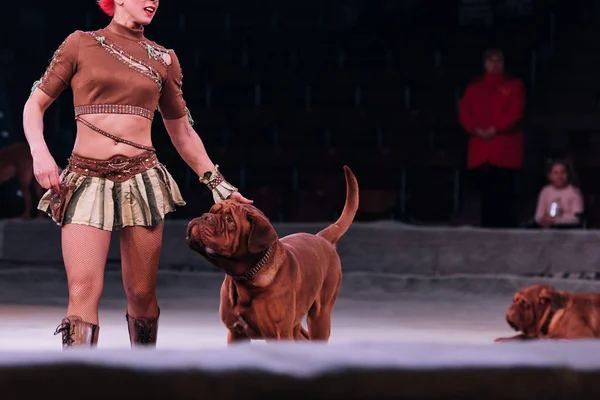 KYIV, UCRANIA - 1 DE NOVIEMBRE DE 2019: Vista recortada del manipulador con dogue de bordeaux en el escenario del circo - foto de stock