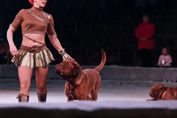 КИЕВ, УКРАИНА - 1 НОЯБРЯ 2019: Обрезанный вид куратора с dogue de bordeaux на цирковой сцене — стоковое фото