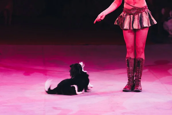 КИЕВ, УКРАИНА - 1 НОЯБРЯ 2019: Обрезанный вид тренера, делающего трюк с собакой в цирке — стоковое фото