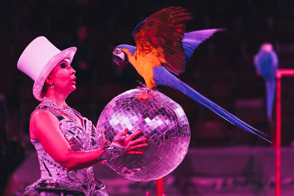 QUIIV, UCRÂNIA - NOVEMBRO 1, 2019: Vista lateral do manipulador segurando bola espelho enquanto se apresenta com papagaio ara no circo — Fotografia de Stock