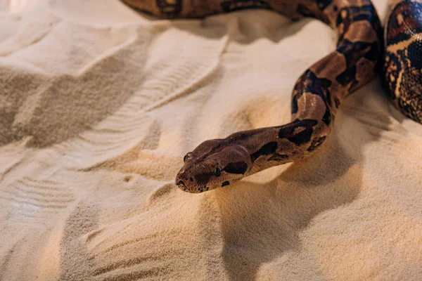 Vue grand angle du python avec ombre sur sable texturé — Photo de stock