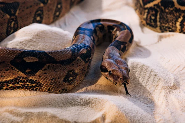 Foco seletivo de python com a língua saliente na areia — Fotografia de Stock