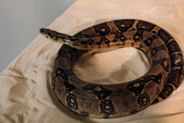 Concentration sélective du python sur le sable sur fond gris — Photo de stock