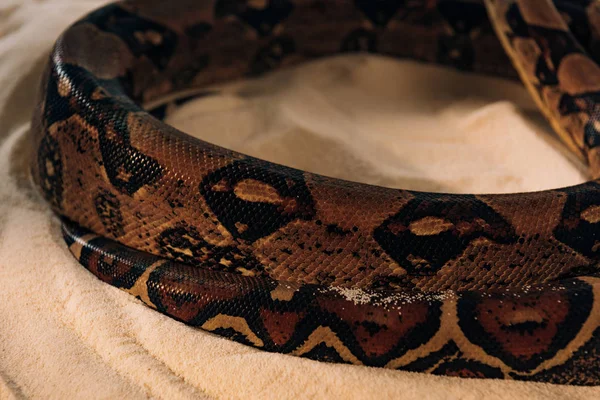 Vista de perto da pele de cobra texturizada de python na areia — Fotografia de Stock