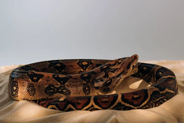 Python with sunlight on textured sand on grey background — Stock Photo