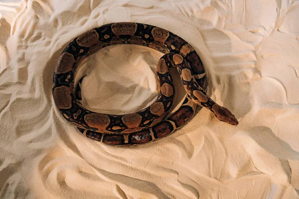 Верхний вид питоновой змеи на текстурированном песке — стоковое фото