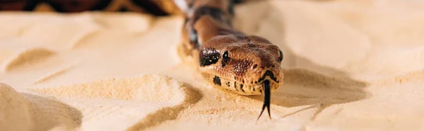 Imagen panorámica de serpiente con lengua sobresaliente sobre arena - foto de stock