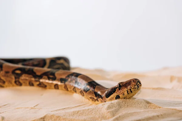 Selective focus of python on sand on grey background — Stock Photo