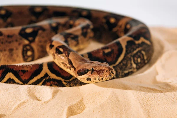 Selective focus of python in sunlight on sand on grey background — Stock Photo