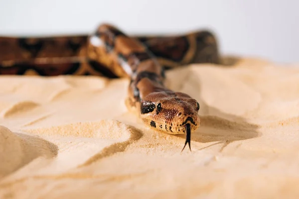Foco seletivo de python com a língua saliente na areia no fundo cinza — Fotografia de Stock