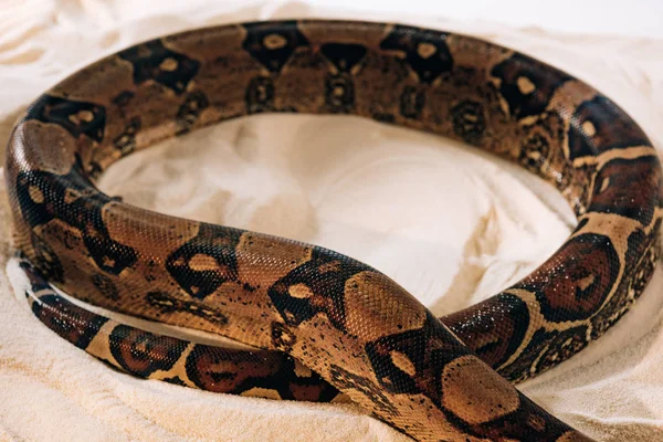 Visão de alto ângulo de padrão na pele de cobra python na areia no fundo branco — Fotografia de Stock