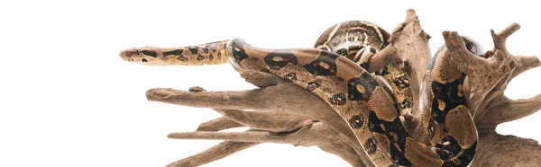 Panoramic shot of python on wooden log isolated on white — Stock Photo