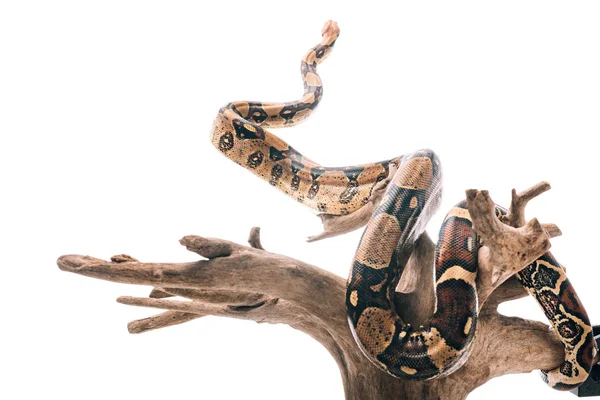 Selektiver Fokus der Pythonschlange auf Holzbalken isoliert auf weiß — Stockfoto