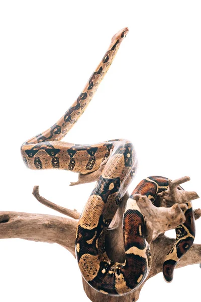 Python tordu autour d'un accroc en bois isolé sur blanc — Photo de stock