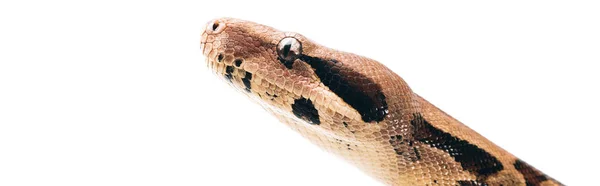 Plan panoramique de la tête de python isolé sur blanc — Photo de stock