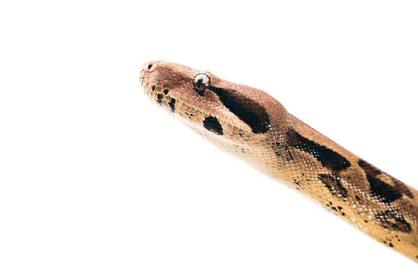 Vue rapprochée de la tête python isolée sur blanc — Photo de stock