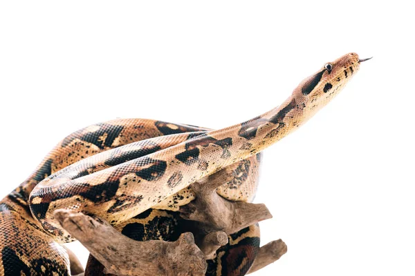 Foco seletivo de python com a língua saliente no empecilho de madeira isolado no branco — Fotografia de Stock