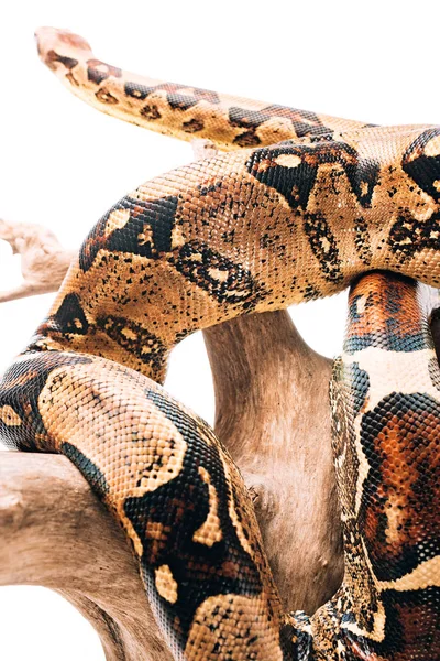 Selective focus of python curling around wooden snag isolated on white — Stock Photo