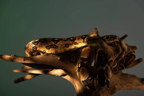 Python on wooden snag in sunlight isolated on grey — Stock Photo