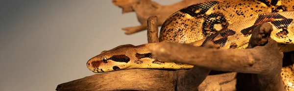 Panoramic shot of python on wooden log isolated on grey — Stock Photo