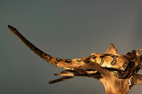 Pythonschlange mit Sonnenlicht auf hölzernem Haken isoliert auf grau — Stockfoto