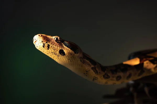 Selective focus of python in sunlight isolated on grey — Stock Photo