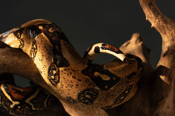 Вибірковий фокус текстурованої змії з пітона на дерев'яному журналі ізольовано на сірому — стокове фото