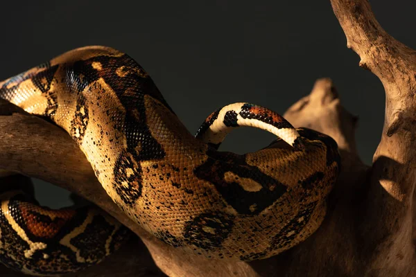 Selective focus of textured snakeskin of python on wooden log isolated on grey — Stock Photo