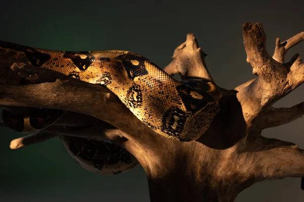 Close up view of python in sunlight on wooden log isolated on grey — Stock Photo