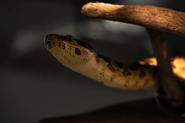 Selective focus of python with wooden log on grey background — Stock Photo